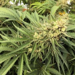 Oregon Marijuana Pardons